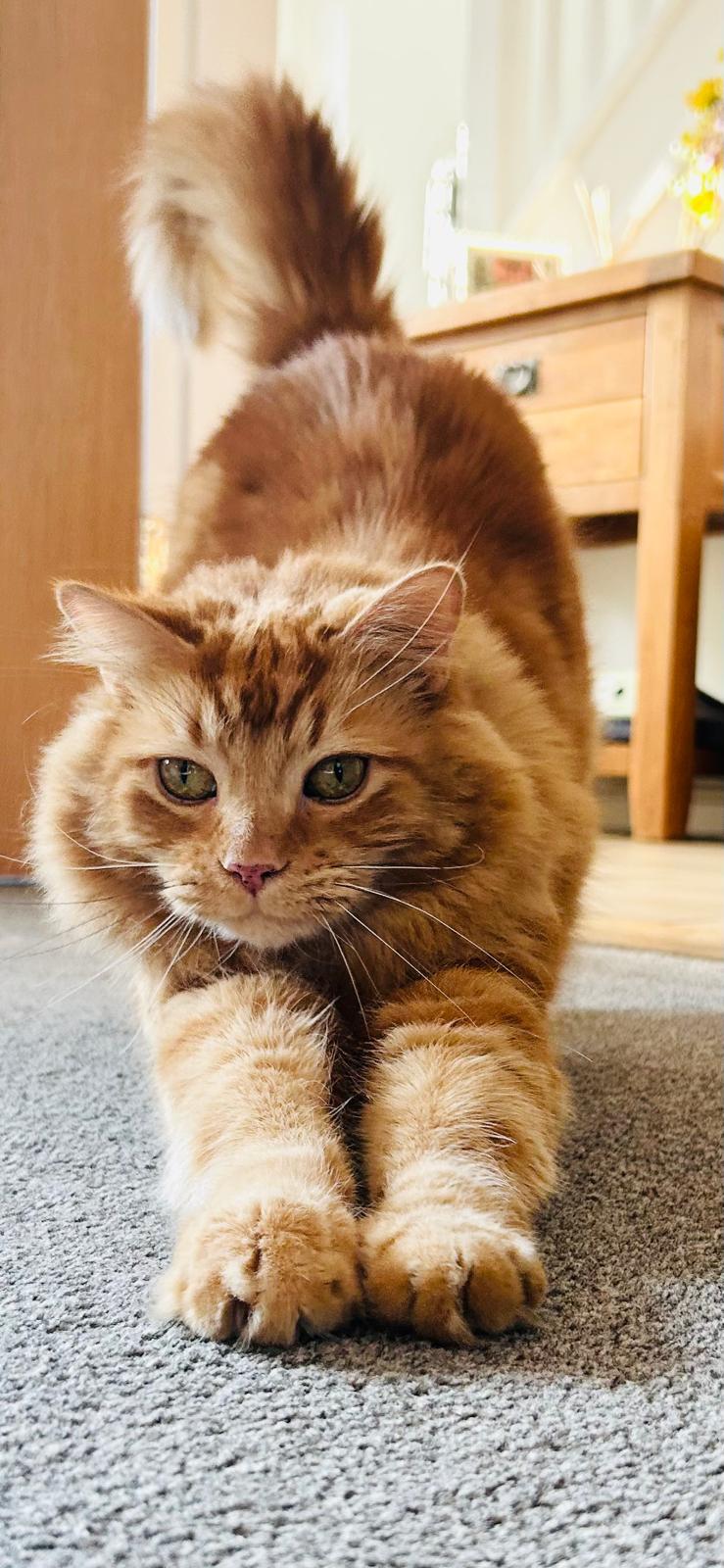 A friendly ginger cat stretching at home