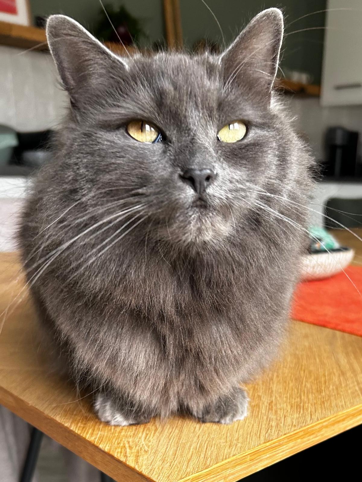 A calm grey cat sitting contentedly at home during a drop-in visit