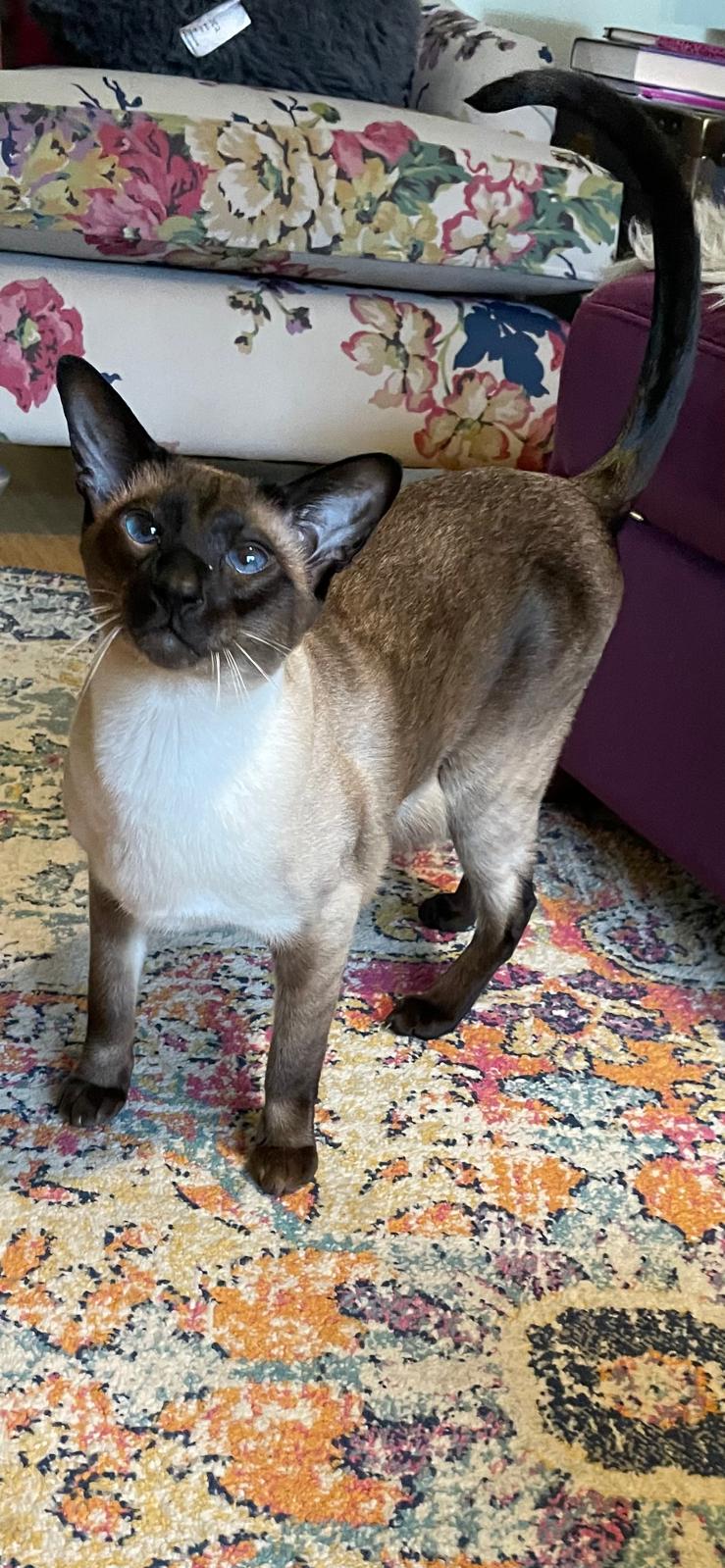 A friendly Siamese cat looking up during a home visit