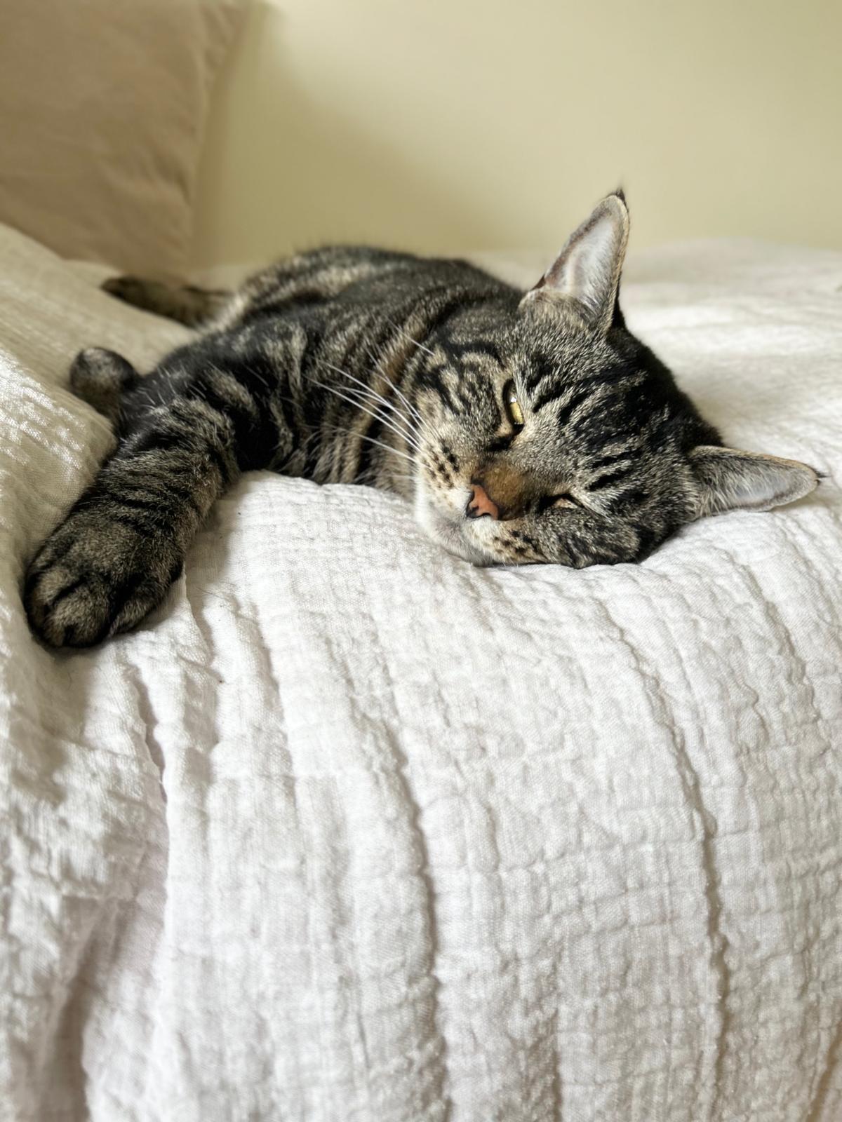Cat Sitting & Drop-In Visits