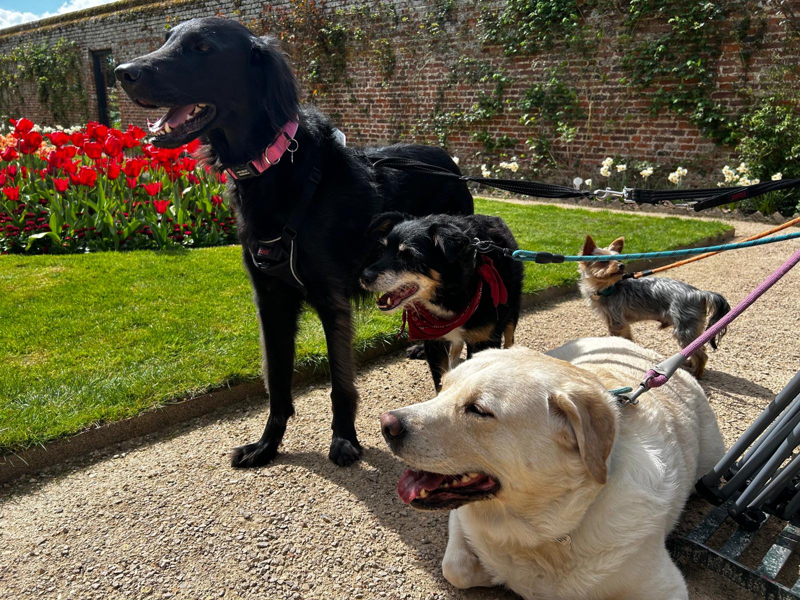 A happy black dog out on a walk with Jo in a Hertfordshire walled garden
